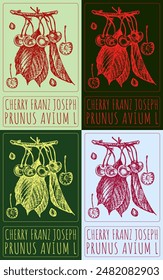 Set of vector drawing CHERRY FRANZ JOSEPH in various colors. Hand drawn illustration. The Latin name is PRUNUS AVIUM L.
