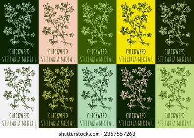 Set of vector drawing of CHICKWEED in various colors. Hand drawn illustration. Latin name STELLARIA MEDIA L.
