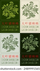 Set of vector drawing CHIDUM DAVURICUM in Chinese in various colors. Hand drawn illustration. The Latin name is GALIUM DAHURICUM L.
