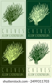Set of vector drawing CHIVES in various colors. Hand drawn illustration. Latin name is ALLIUM SCHOENOPRASUM L.
