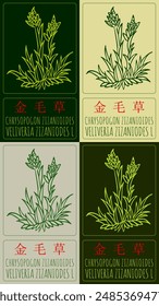 Set of vector drawing CHRYSOPOGON ZIZANIOIDES in Chinese in various colors. Hand drawn illustration. The Latin name is VELIVERIA ZIZANIODES L.
