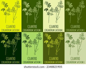 Set of vector drawing CILANTRO in various colors. Hand drawn illustration. The Latin name is CORIANDRUM SATIVUM L.

