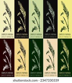 Set of vector drawing Claviceps in various colors. Hand drawn illustration. The Latin name is CLAVICEPS PURPUREA.
