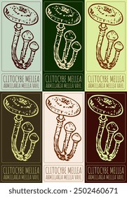 Set of vector drawing CLITOCYBE MELLEA in various colors. Hand drawn illustration. Latin name is ARMILLARIA MELLEA VAHL.
