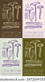 Set of vector drawing CLITOCYBE VENUSTISSIMA in various colors. Hand drawn illustration. The Latin name is HAASIELLA SPLENDIDISSIMA KOTL.
