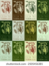 Set of vector drawing COCOA TREE in various colors. Hand drawn illustration. Latin name is THEOBROMA CACAO L.

