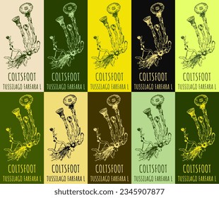 Set of vector drawing COLTSFOOT in various colors. Hand drawn illustration. The Latin name is TUSSILAGO FARFARA  L.
