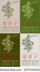 Set of vector drawing COMBRETUM INDICUM in Chinese in various colors. Hand drawn illustration. The Latin name is QUISQUALIS INDICA L.
