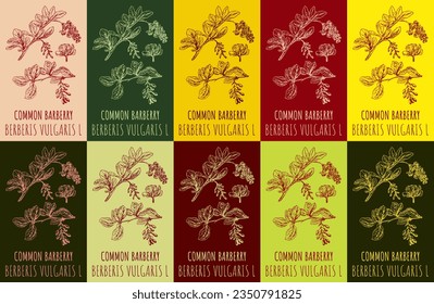 Set of vector drawing COMMON BARBERRY in various colors. Hand drawn illustration. The Latin name is BERBERIS VULGARIS L.
