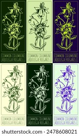 Set of vector drawing COMMON COLUMBINE in various colors. Hand drawn illustration. The Latin name is AQUILEGIA VULGARIS L.
