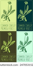 Set of vector drawing COMMON COWSLIP in various colors. Hand drawn illustration. The Latin name is PRIMULA VERIS L.
