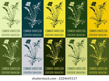 Set of vector drawing of COMMON DANDELION  in various colors. Hand drawn illustration. Latin name LEONTODON TARAXACUM L.
