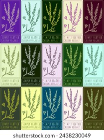 Set of vector drawing COMMON HEATHER in various colors. Hand drawn illustration. The Latin name is CALLUNA VULGARIS L.

