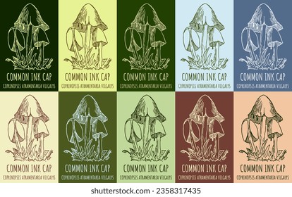 Set of vector drawing of COMMON INK CAP in various colors. Hand drawn illustration. Latin name COPRINOPSIS ATRAMENTARIA .
