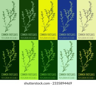 Set of vector drawing COMMON KNOTGRASS in various colors. Drawn illustration. The Latin name is POLYGONUM AVICULARE L