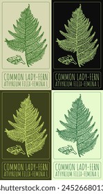 Set of vector drawing COMMON LADY-FERN in various colors. Hand drawn illustration. The Latin name is ATHYRIUM FILIX-FEMINA L.
