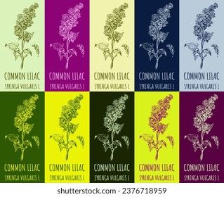 Set of vector drawing of COMMON LILAC in various colors. Hand drawn illustration. Latin name SYRINGA VULGARIS L.
