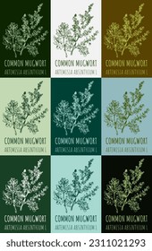 Set of vector drawing of COMMON MUGWORT  in various colors. Hand drawn illustration. Latin name ARTEMISIA ABSINTHIUM L.
