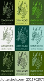 Set of vector drawing of COMMON MUGWORT  in various colors. Hand drawn illustration. Latin name ARTEMISIA VULGARIS L.
