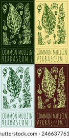 Set of vector drawing COMMON MULLEIN  in various colors. Hand drawn illustration. The Latin name is VERBASCUM L.
