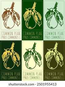 Set of vector drawing COMMON PEAR in various colors. Hand drawn illustration. Latin name is PYRUS COMMUNIS L.
