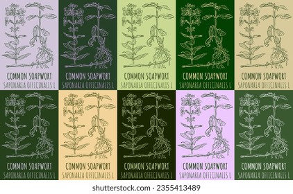 Set of vector drawing COMMON SOAPWORT in various colors. Hand drawn illustration. The Latin name is SAPONARIA OFFICINALIS L.