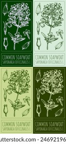 Set of vector drawing COMMON SOAPWORT in various colors. Hand drawn illustration. The Latin name is SAPONARIA OFFICINALIS L.
