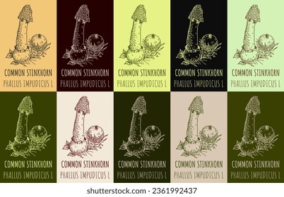 Set of vector drawing of COMMON STINKHORN in various colors. Hand drawn illustration. Latin name PHALLUS IMPUDICUS L.
