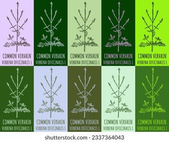 Set of vector drawing COMMON VERVAIN in various colors. Hand drawn illustration. The Latin name is VERBENA OFFICINALIS L