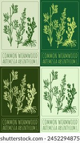 Set of vector drawing COMMON WORMWOOD in various colors. Hand drawn illustration. The Latin name is ARTEMISIA ABSINTHIUM L.
