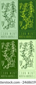 Set of vector drawing CORN MINT in various colors. Hand drawn illustration. The Latin name is MENTHA ARVENSIS L.
