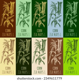 Set of vector drawing CORN in various colors. Hand drawn illustration. The Latin name is ZEA MAYS L.
