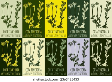 Set of vector drawing of COTA TINCTORIA in various colors. Hand drawn illustration. Latin name ANTHEMIS TINCTORIA L.
