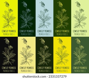Set of vector drawing COWSLIP PRIMROSE in various colors. Hand drawn illustration. The Latin name is PRIMULA VERIS L.
 svg