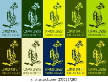 Set of vector drawing COWSLIP PRIMROSE in various colors. Hand drawn illustration. The Latin name is PRIMULA VERIS L.
 svg