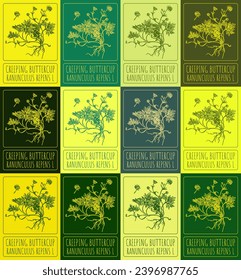 Set vector drawing of CREEPING BUTTERCUP in various colors. Hand drawn illustration. Latin name RANUNCULUS REPENS L.
