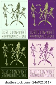 Set of vector drawing CRESTED COW-WHEAT in various colors. Hand drawn illustration. The Latin name is MELAMPYRUM CRISTATUM L.
