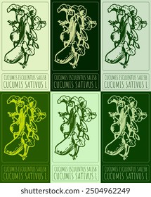 Set of vector drawing CUCUMIS ESCULENTUS SALISB in various colors. Hand drawn illustration. Latin name is CUCUMIS SATIVUS L.
