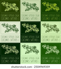 Set of vector drawing CUCUMIS SETOSUS COGN in various colors. Hand drawn illustration. Latin name is CUCUMIS SATIVUS L.
