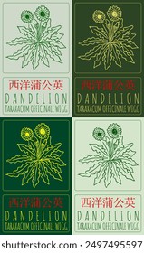 Set of vector drawing DANDELION in Chinese in various colors. Hand drawn illustration. Latin name is TARAXACUM OFFICINALE WIGG.
