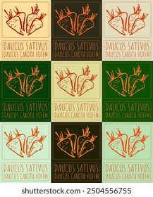 Set of vector drawing DAUCUS SATIVUS in various colors. Hand drawn illustration. Latin name is DAUCUS CAROTA HOFFM.
