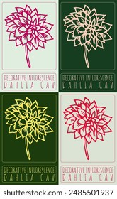  Set of vector drawing DECORATIVE INFLORESCENCE in various colors. Hand drawn illustration. The Latin name is DAHLIA CAV
