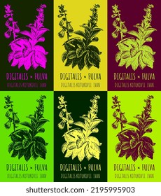 Set of vector drawing digitalis in various colors. Hand drawn illustration. The Latin name is DIGITALIS FULVA KOTUKOVI IVAN.
