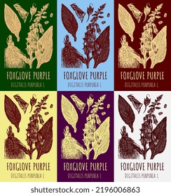 Set of vector drawing digitalis in various colors. Hand drawn illustration. The Latin name is DIGITALIS PURPUREA L.
