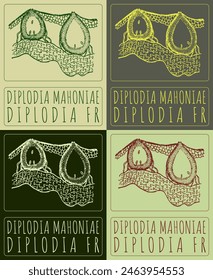 Conjunto de dibujo de Vector DIPLODIA MAHONIAE en varios colores. Dibujado a mano ilustración. El nombre de Latina es DIPLODIA FR.
