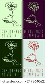 Set of vector drawing DIPLOTHRIX in various colors. Hand drawn illustration. The Latin name is ZINNIA L.
