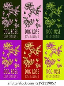 Set of vector drawing dog rose hips in various colors. Hand drawn illustration. Latin name ROSA CANINA L.
