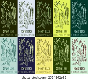 Set of vector drawing DOWNY BIRCH  in various colors. Hand drawn illustration. The Latin name is BETULA PUBESCENS EHRH.
