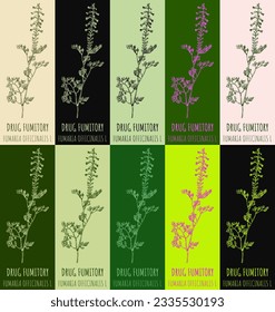 Set of vector drawing DRUG FUMITORY in various colors. Hand drawn illustration. The Latin name is FUMARIA OFFICINALIS L