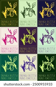 Set of vector drawing DRUPARIA INSITITIA  in various colors. Hand drawn illustration. Latin name is PRUNUS DOMESTICA L.
